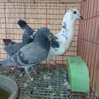 سلام عليكم ورحمة الله وبركاته (اعرض لكم ثلاث حمامات عادي)