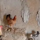 دجاج للبيع