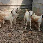 4تيوس سمان مخصاه للبيع صحتها طيبه مقفله شحم اعمارها فوق 6شهو