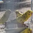 اجواز حب بال فالو طفرات عيون حمر