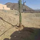 نخل البيع مكه جده اطايف