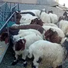بهم تربيه العمر 3 شهور