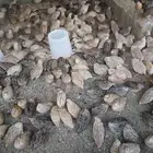 سمان بياض ولازم ماشاءالله تبارك الله