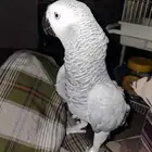 ببغاء أفريقي عمر سنه