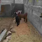 للبيع جفار وتيس
