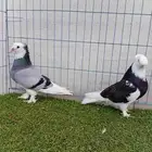 زوج طواقي دبل كرست بعياله