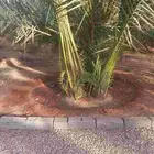 يوجد لدينا جميع انواع النخيل المثمرة وزينه اتواصل جوال 0506