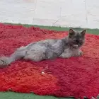 قطه حقت بيت ضايعه مدري مرميه الي يبيها ارسله الموقع ياخذها