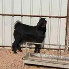 عناق جمده