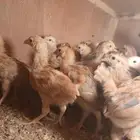 صوص فرنسى للبيع