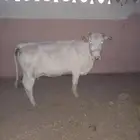للبيع بقره