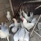 دجاج بلدي فيومي قوولد