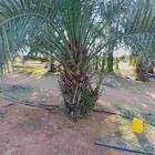 نخل خنيزي فاخر