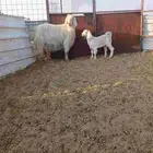 عنز ولدها تيس