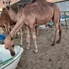 أعرض لكم قعود العمر تقريب ا 11شهر