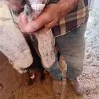 3 عارضيات وشاميه جروم طيبة