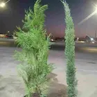 سرو ايطالى