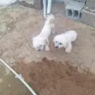 كلاب