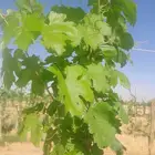 ورق عنب ناعم كميات