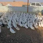 . بط بكيني