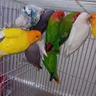 روز