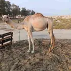 بكره سلاله طيبه.