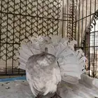 حمام هزازي فانتيل هولندي