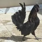 ديك حباحب على السوم