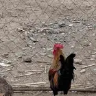 ديك عربي أصيل