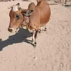 بقره بلد اللبيع حايل شحم