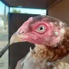 دجاج باكستاني