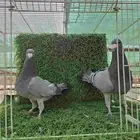 جوز حمام هومر