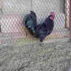 ديك بلدي اسود صك