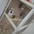 للبيع شبك مع طيور زيبرا العدد 8