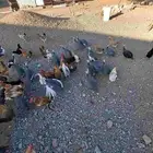 دجاج بحشي بأشواق