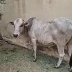 ثور للبيع في العيدابي