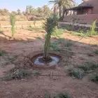 يوجد لدينا جميع انواع النخيل المثمرة وزينه
