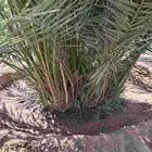 قلع وغرس وتوريد جميع انواع النخيل