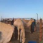 قعدان فل عدد 2