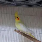 انثى كروان جاهزه