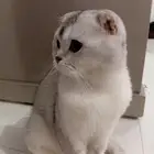 قط سكوتش