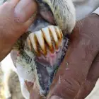 حريه والد