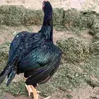 دجاج باكستاني