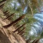 نخيل عربي ووشنطونيا جميع الاطوال متوفره