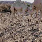 قعود عمره سته شهور