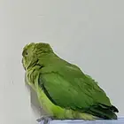 ببغاء دره
