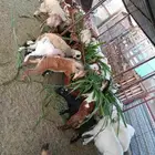 تيوس وخرفان للبيع جمله او تفريد