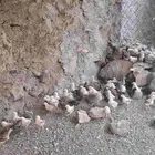 صيصان بلدي