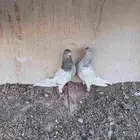 جوز باكستاني لاكا بطل ماشاء الله