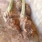 يوجد الدنيا نخل للبيع بحايل صقعي ومحدوله وبرني